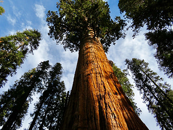 World's tallest trees, Record-breaking wonders, Botanical champions, Environmental role models HD wallpaper