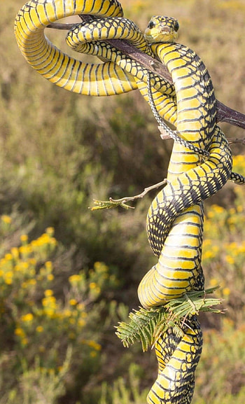 Boomslang, Dispholidus typus, Eastern Cape snakebite, Venomous serpent HD phone wallpaper