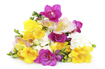 sias, purple, pink, white, sia, yellow, flower, spring HD wallpaper