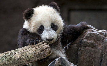 Animals, Nature, Bear, Panda HD wallpaper