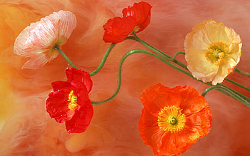 Flowers, still life, bouquet, pretty, flower, red, nature HD wallpaper