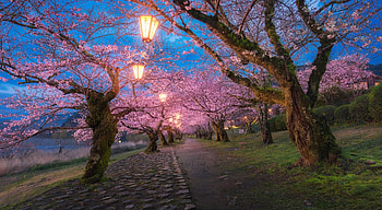 Cherry Blossoms in Iwakuni Japan, , Iwakuni Japan, windows HD wallpaper