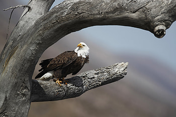 Bald eagle populations, Soaring in lower 48 states, Research findings, Environmental impact HD wallpaper
