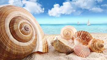 Landscape, Beach, Snails HD wallpaper