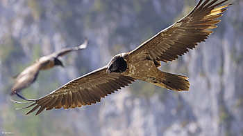 Bearded Vulture, Highlights 2021, Vulture conservation, Bearded Vulture conservation HD wallpaper