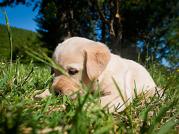 puppy, golden, cute, grass HD wallpaper
