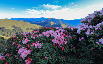Rhododendron, pink mountain flowers, evening, sunset, mountain landscape, flowers in the mountains HD wallpaper