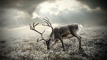 Graceful reindeer, Winter wonderland, Arctic elegance, Majestic presence HD wallpaper