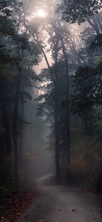 Discover the mysterious allure of a foggy forest path at dawn, captured with enchanting light and atmosphere. HD phone wallpaper