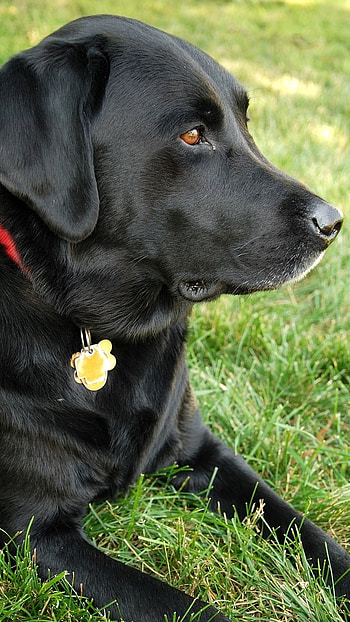 Black Dog, Breed Dog HD phone wallpaper