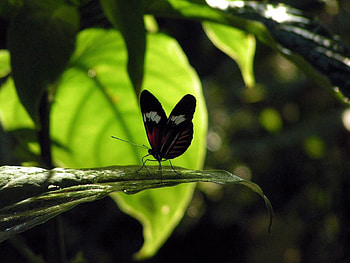 Animals, Grass, Leaves, Shadow, Flight, Butterfly HD wallpaper