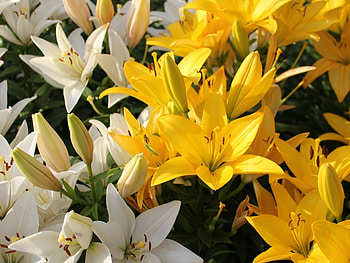 Plants, Flowers HD wallpaper