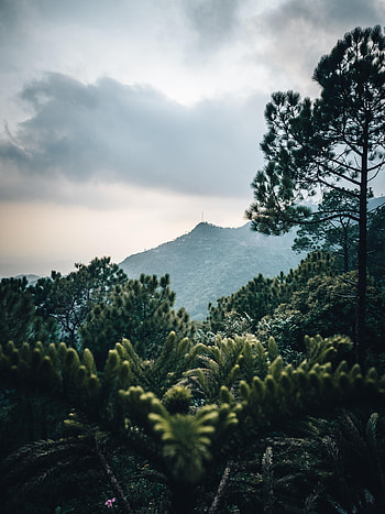 Plants, Nature, Trees, Branches, Slope HD phone wallpaper