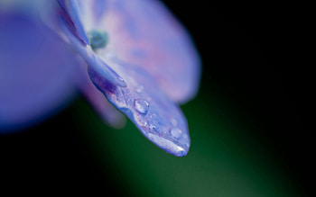 Lilac, Drops, Flower, Macro, Petals HD wallpaper
