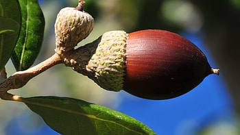 Acorns and autumn, Oak leaves HD wallpaper