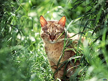 Animals, Cats HD wallpaper