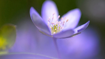 Lilac, Flower, Macro, Petals, Blur, Smooth HD wallpaper