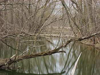 wooded pond, trees, nature, wood, pond HD wallpaper