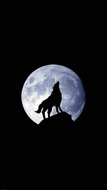 Cool black wolf, Striking contrast, Mysterious charm, Unforgettable sight HD phone wallpaper