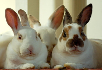 RABBITS, bunnies, bunny, animals, cute HD wallpaper