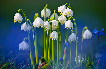 Snowflakes, Spring, Bokeh, Fl HD wallpaper