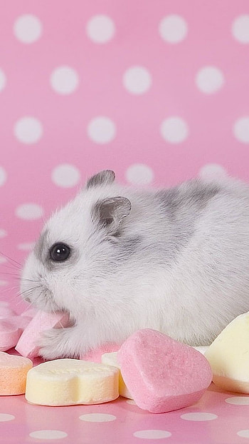 A Cute, Rabbit, Bunny HD phone wallpaper