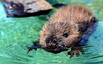 Beaver , Nature backgrounds, Wildlife , Animal HD wallpaper