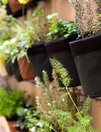 Potted herbs, Small spaces, Home and garden, Herb plants HD phone wallpaper