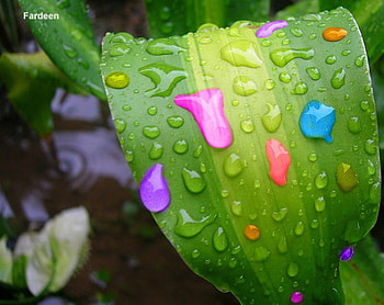 Coloured Drops, drops, sheet, rain, colour HD wallpaper