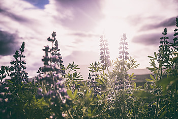Flowers, Field, Sunlight, Lupins HD wallpaper