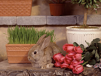 Animals, Flowers, Roses, Rabbits HD wallpaper