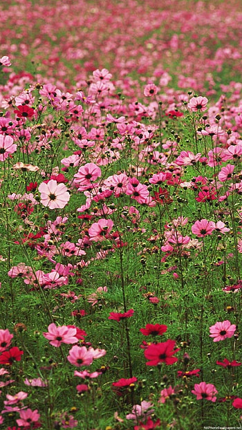 Flower field , Flower power, Mobile beauty, Floral delight HD phone wallpaper