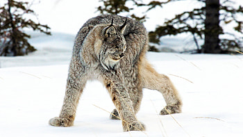 Winter Lynx, animal, lynx, snow, trees, predator HD wallpaper