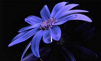 flower_, black, violet, flower, beautiful, nature, dark HD wallpaper