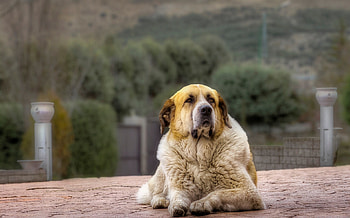 Animals, Lies, Dog, r, Sheepdog, Sheep Dog HD wallpaper