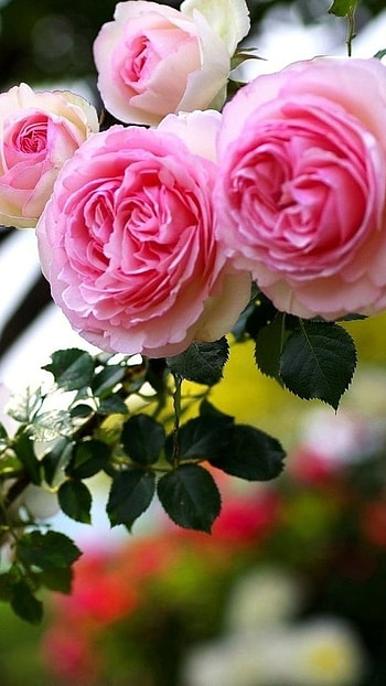 Rose Flower, Pink Roses, Nature HD phone wallpaper