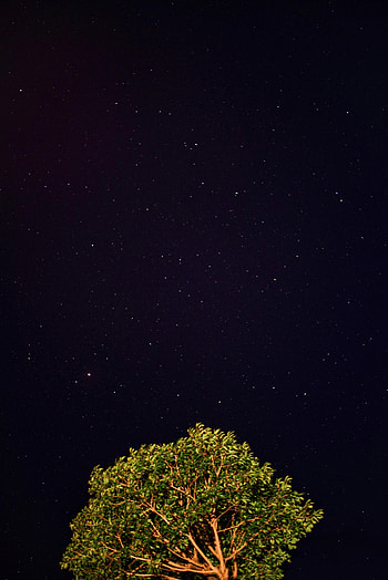 Stars, Night, Dark, Wood, Tree, Starry Sky HD phone wallpaper