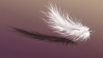Falling feathers, Serene atmosphere, Atmospheric , Graceful composition HD wallpaper