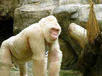 Snowflake the gorilla, Albino Western Lowland Gorilla, Snowflake, Primate, Gorilla HD wallpaper