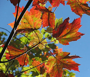 The Glow Of Color, leaves, fall, autumn, leaf, nature, forest HD wallpaper