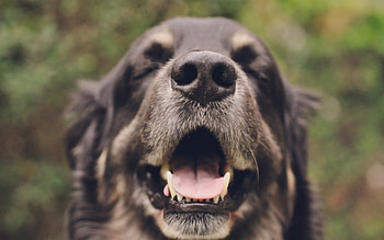 Dog, sweet, animal, dogs, cute, beautiful, puppys, puppy, pretty, animals, lovely HD wallpaper