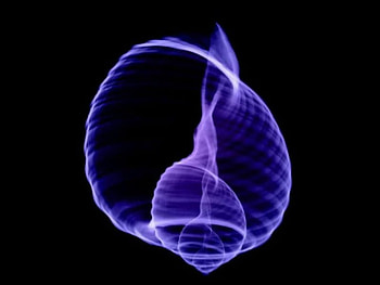 Blue Spiralling Shell, blue purple, spirals, black, shell shape HD wallpaper
