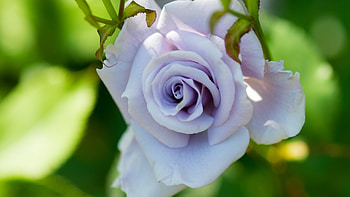 Rose, Closeup, Flower, Petals HD wallpaper