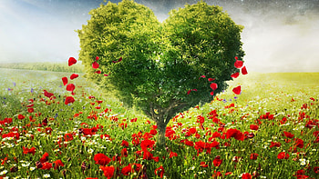 Heart-shaped tree, Go Green HD wallpaper