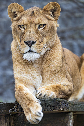 Animals, Predator, Big Cat, Lioness, Paws HD phone wallpaper
