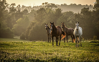 Wild, Horses HD wallpaper