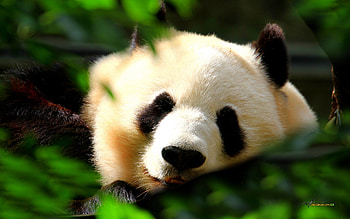 Description: Cute Panda is a hi res for pc . HD wallpaper