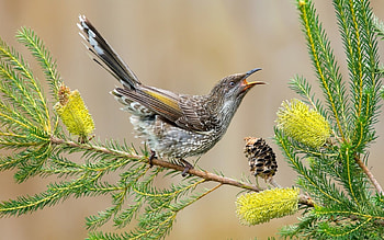 Bird, branch, yellow, flower, green HD wallpaper