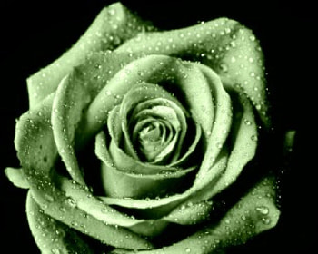 Green Open Rose, rose, open rose, green, green rose HD wallpaper