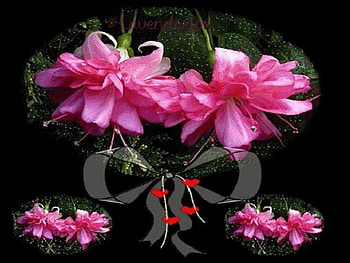 flowers,pink,black,color, pink, flowers, black, color HD wallpaper